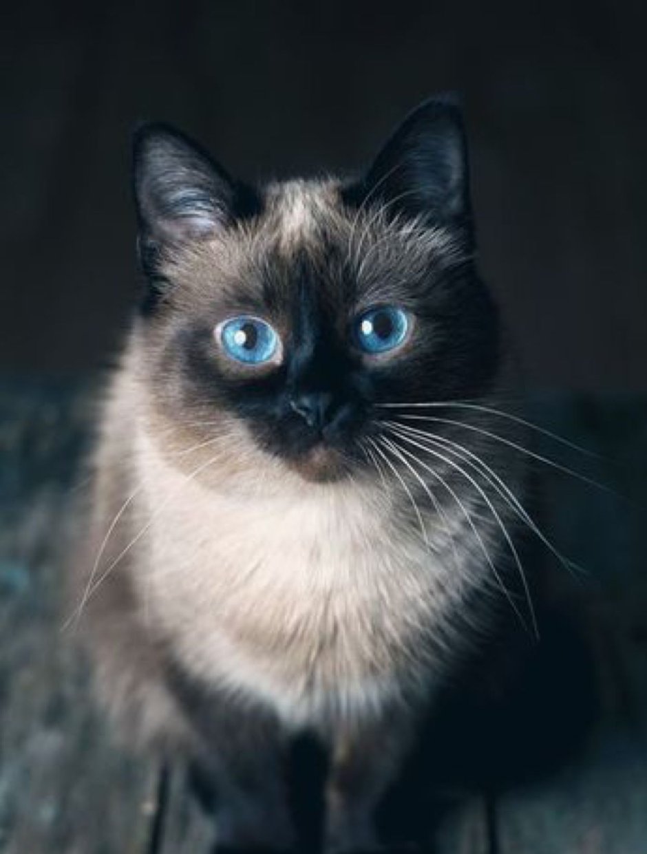 Коты Воители Сиамская кошка