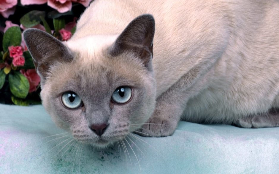 Сиамские котята