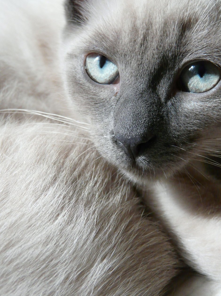 Сиамская кошка