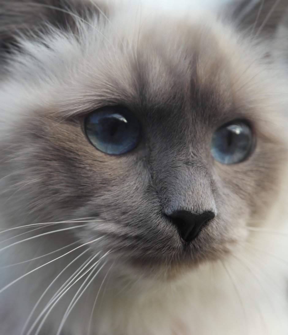 Сиамская кошка гладкошерстная