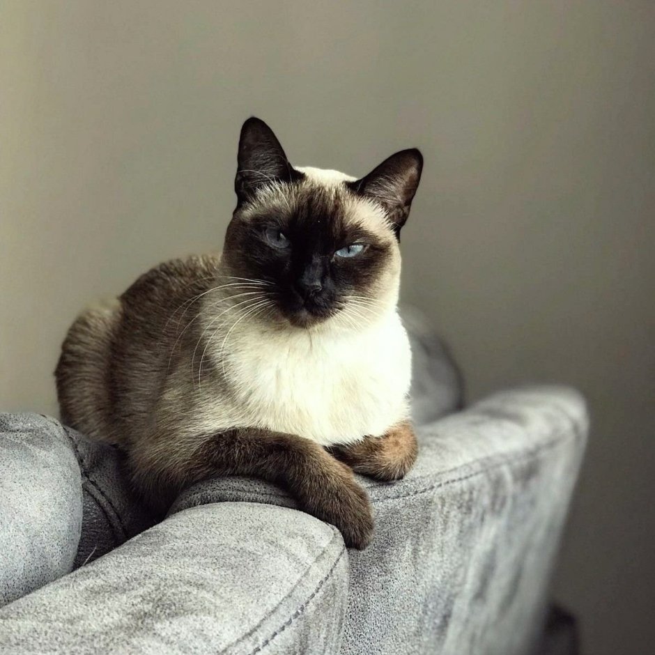 Имена для котов мальчиков серого цвета