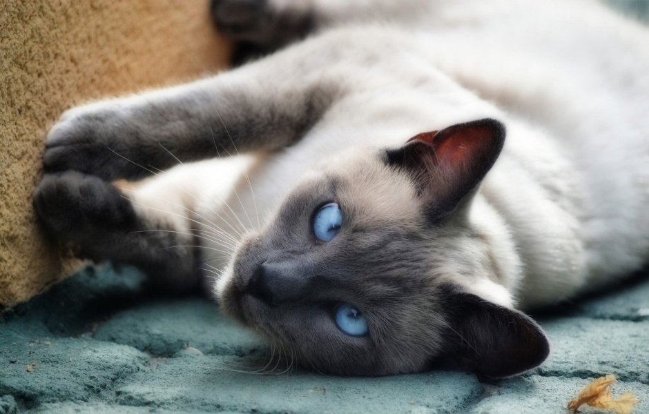 Сиамский кот серый