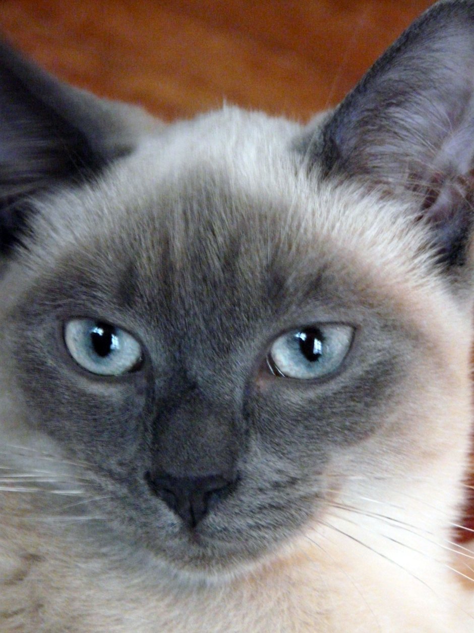 Тайская маскарадная кошка