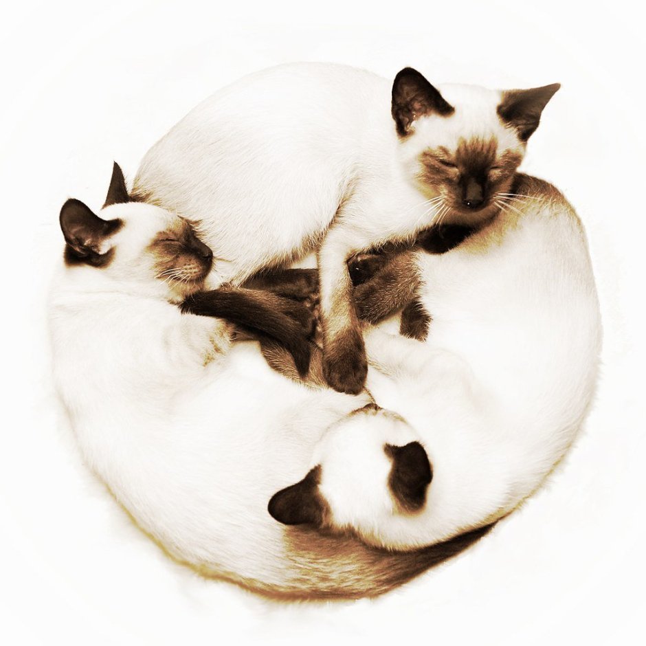 Сиамская кошка дымчатая