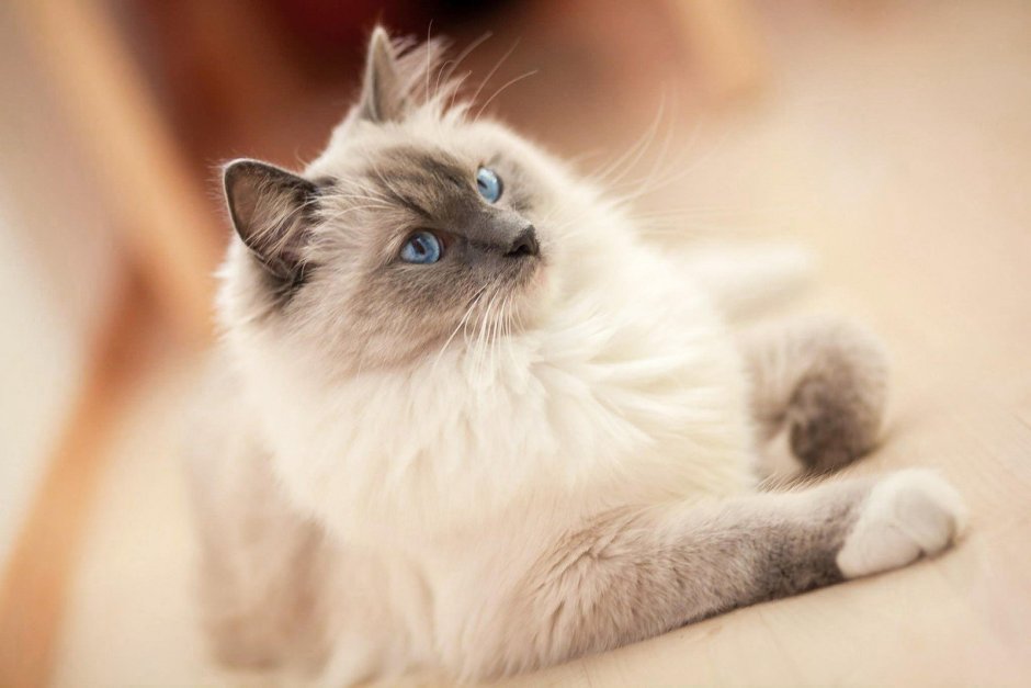 Ориентал МАУ кошка