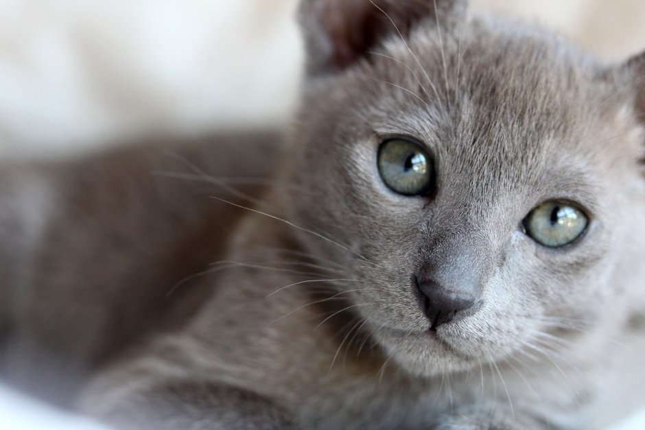 Сиамская кошка гладкошерстная