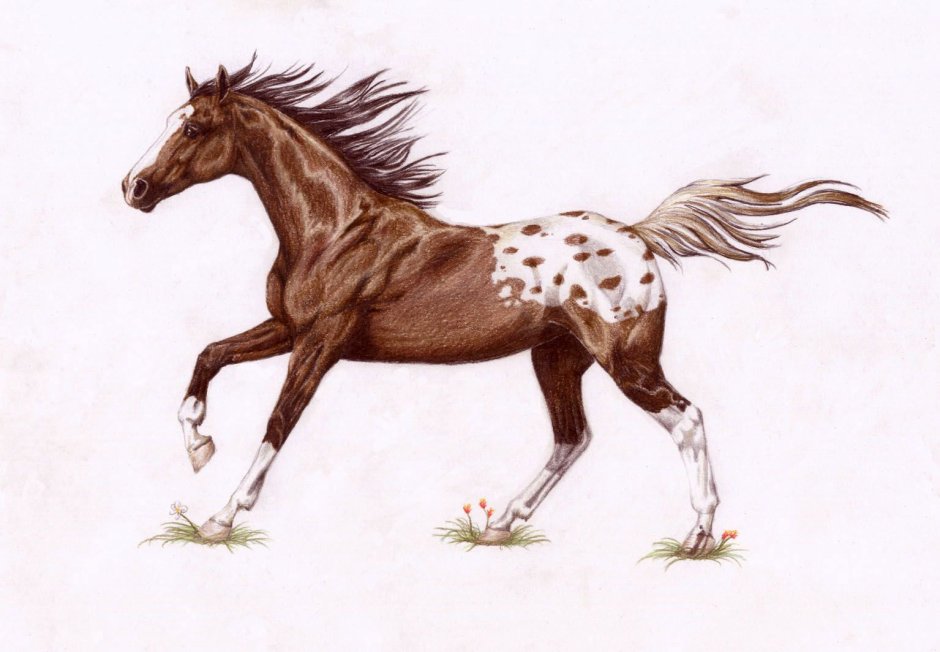 What are the most characteristic features of Horses?