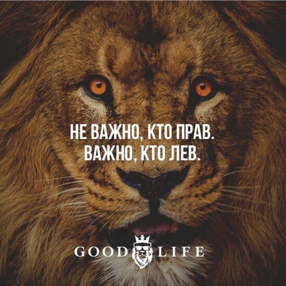 Морды животных фото