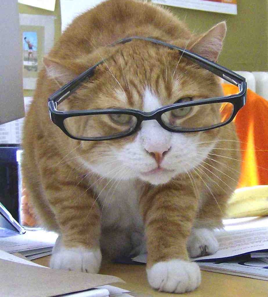 Наташины коты мемы