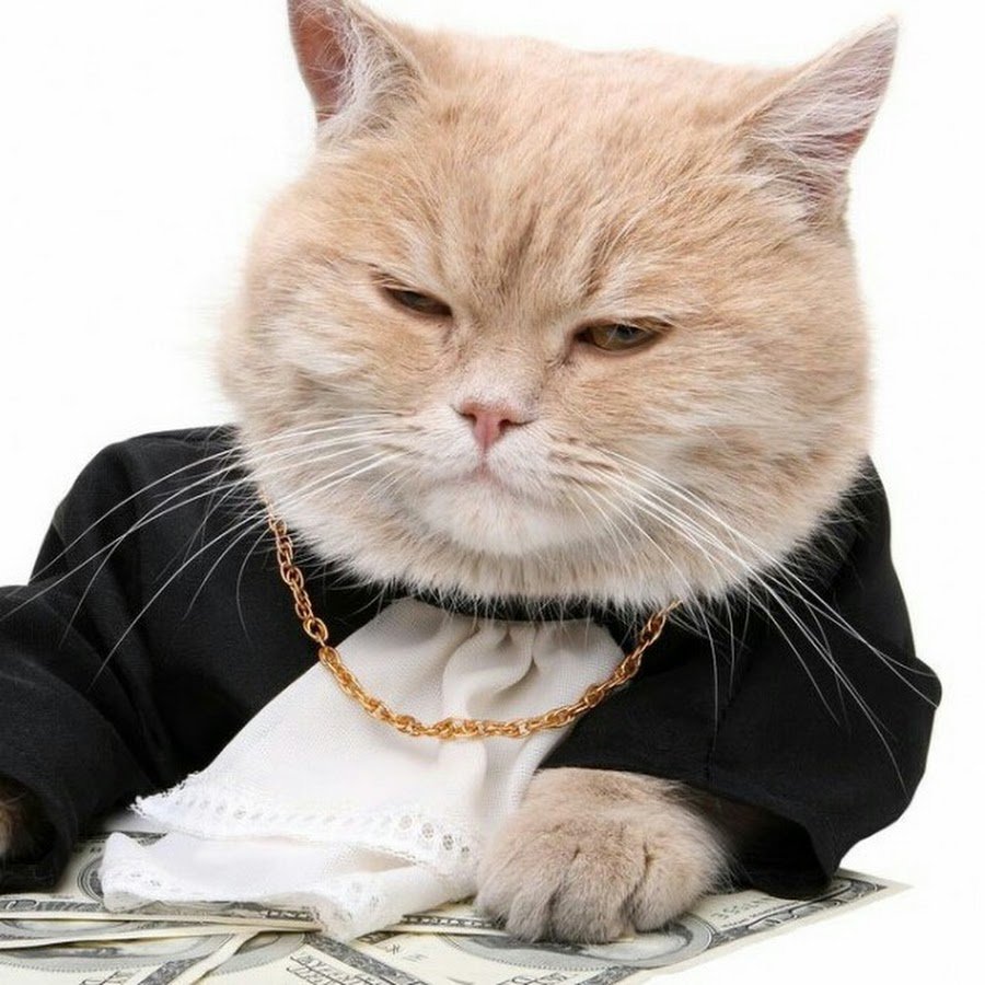 Кот бухгалтер