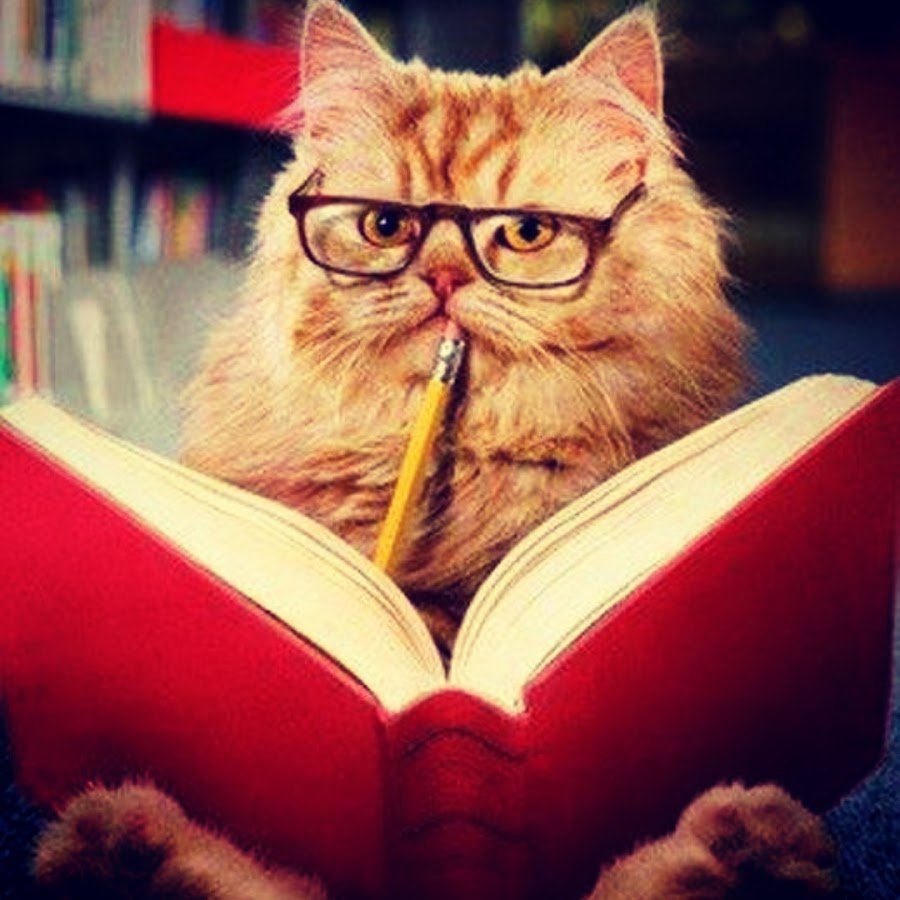 Котик в офисе