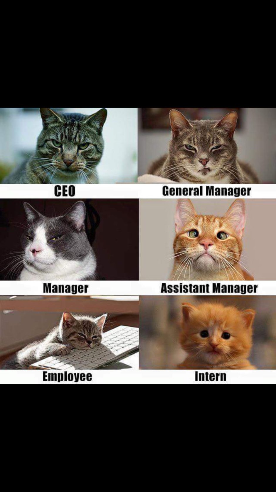 Шутки про бухгалтеров