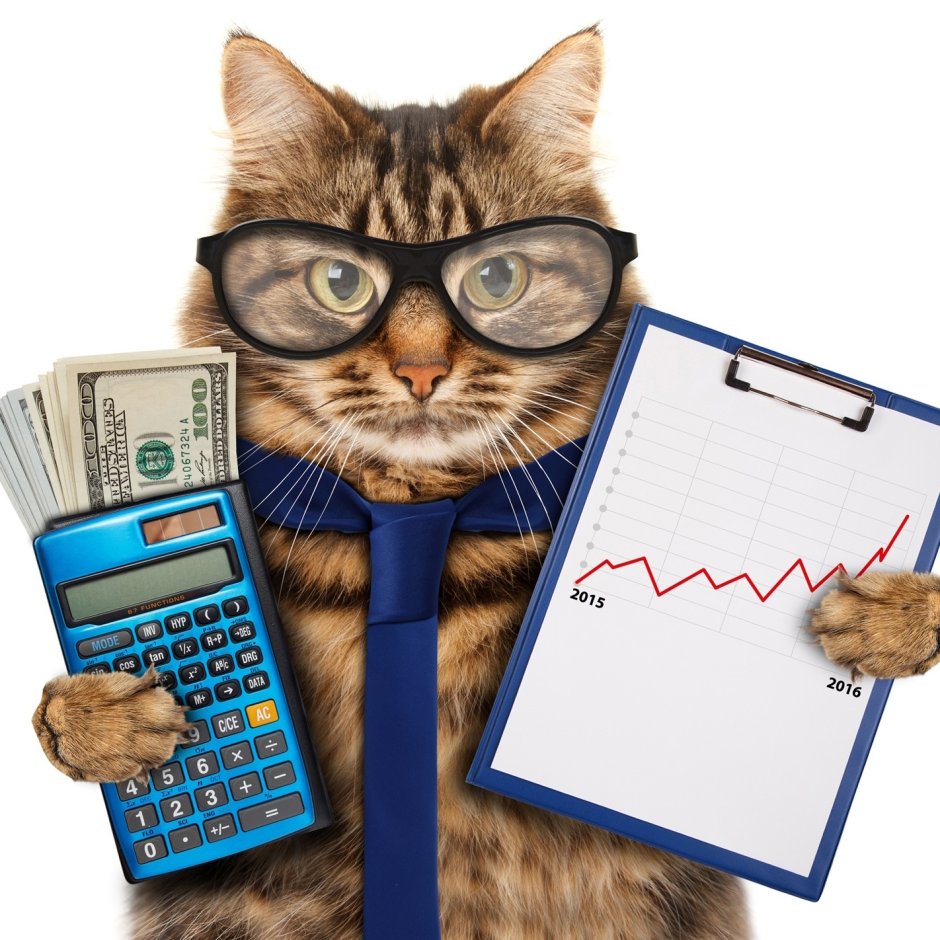 Кот бухгалтер
