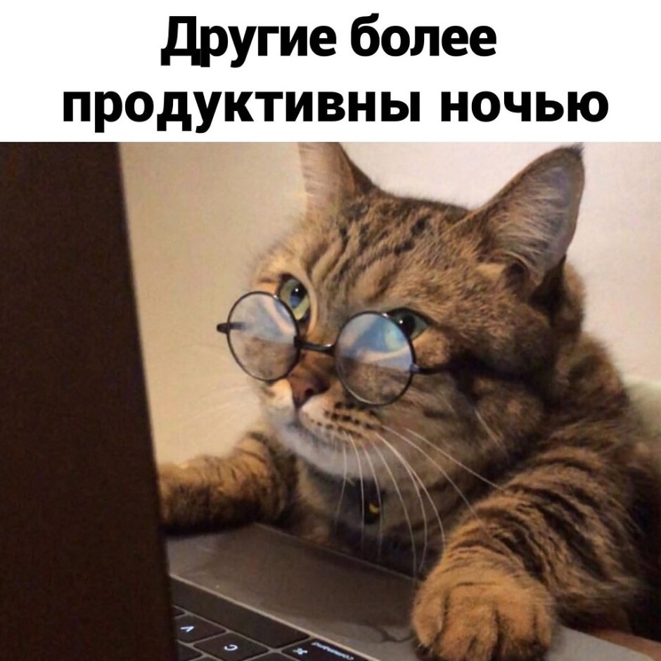 Кот за компьютером