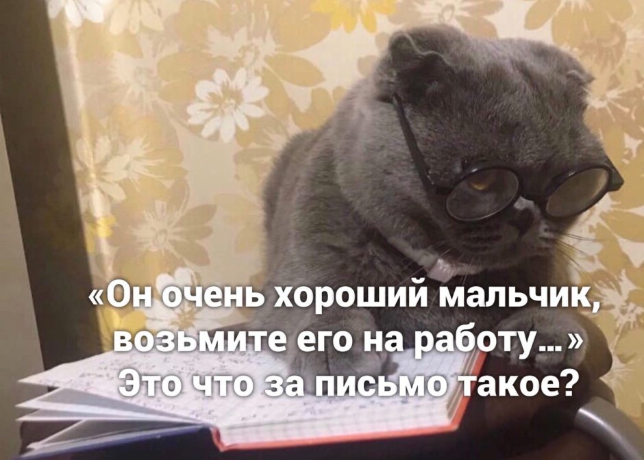 Котик стажер