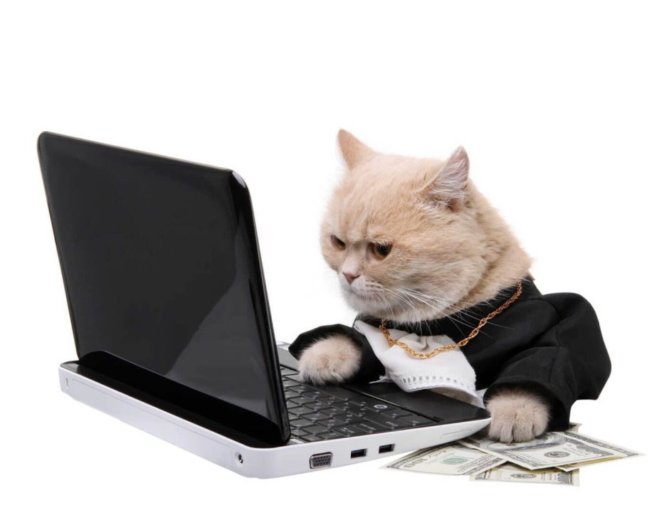 Деловой кот