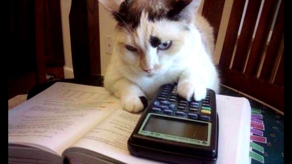 Кот учит уроки