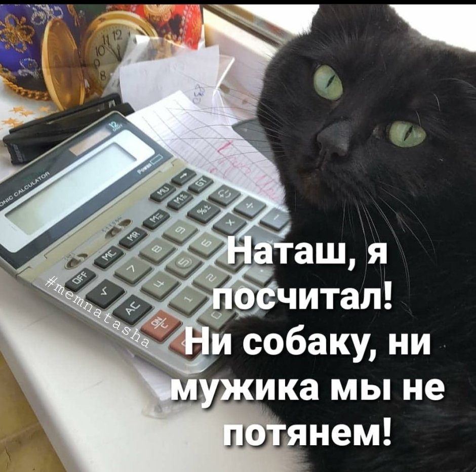 Солидный кот