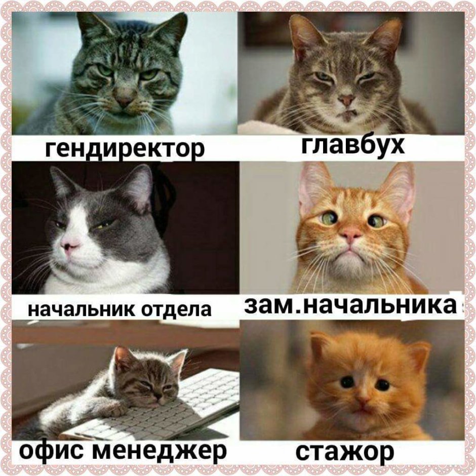 Кот с калькулятором