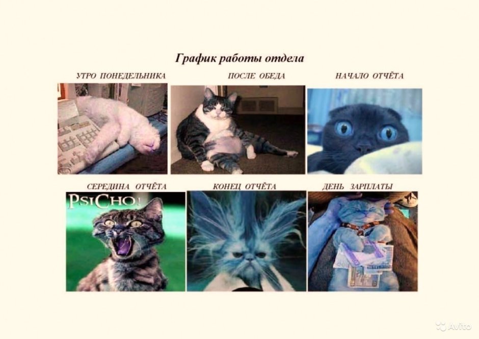 Деловой кот