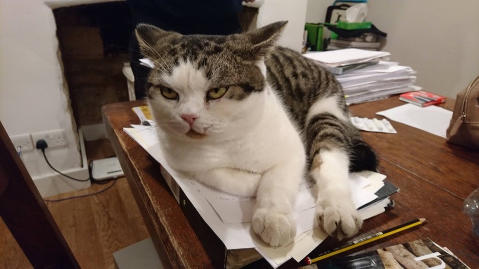 Кот печатает на клавиатуре