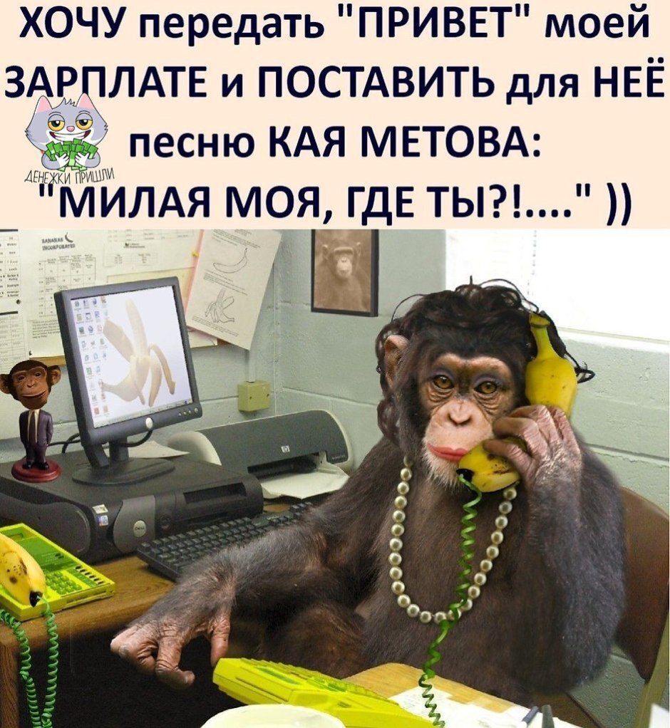 Мемы про котов