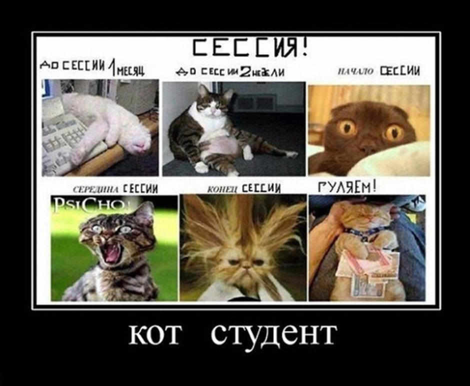 Кот устал