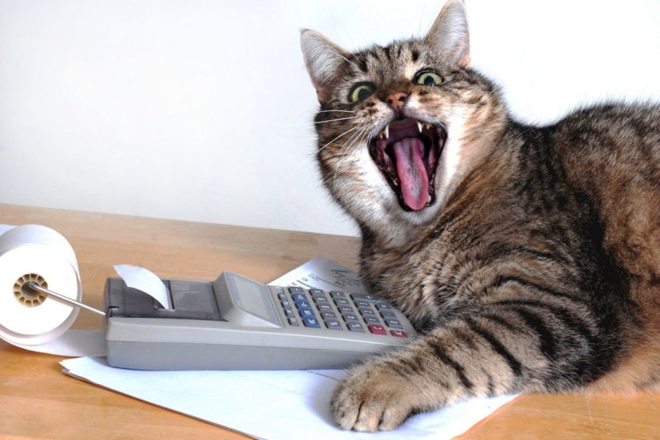 Рыжий кот с деньгами