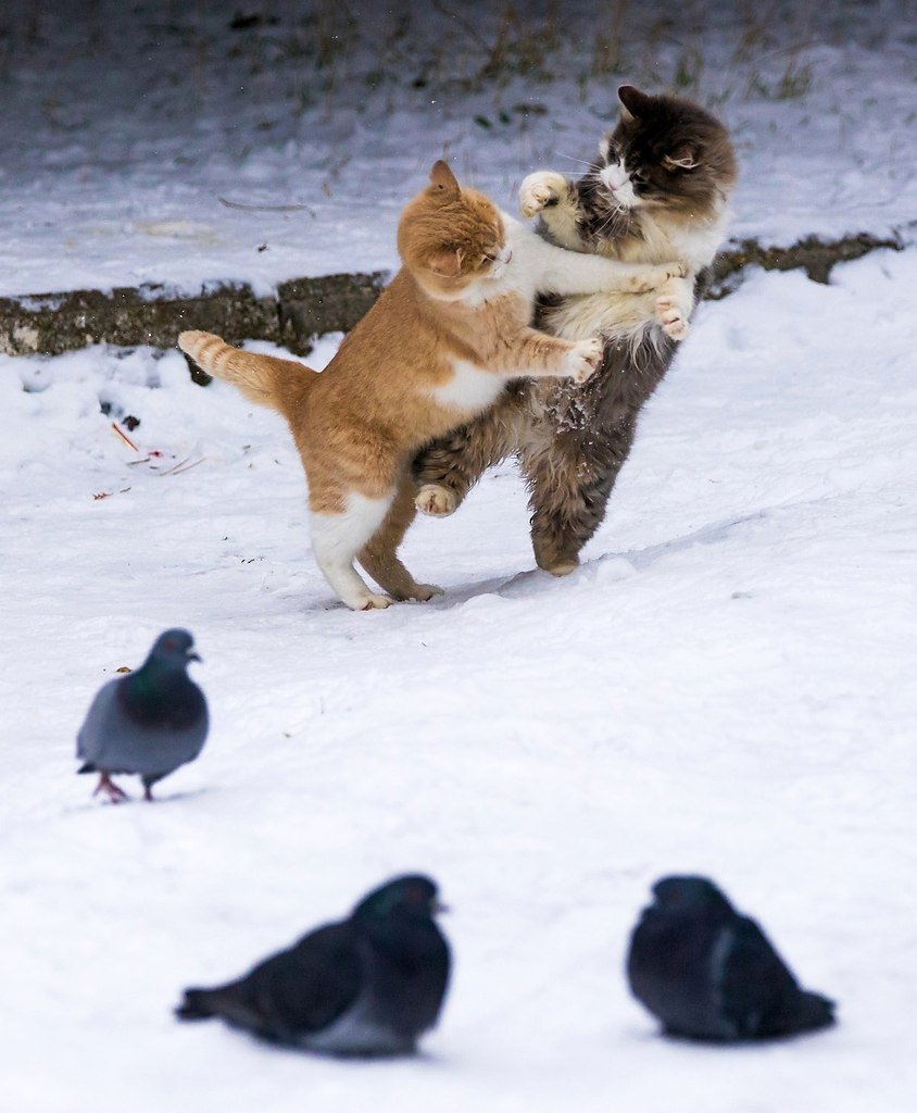 Коты Воители Бич и Звездоцап