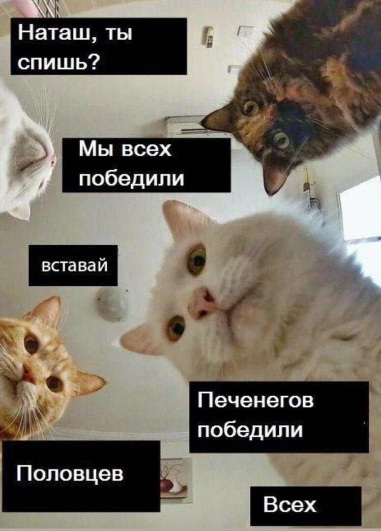 Британский кот дерется