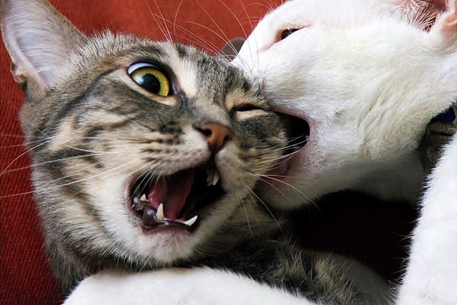 Кот дерется