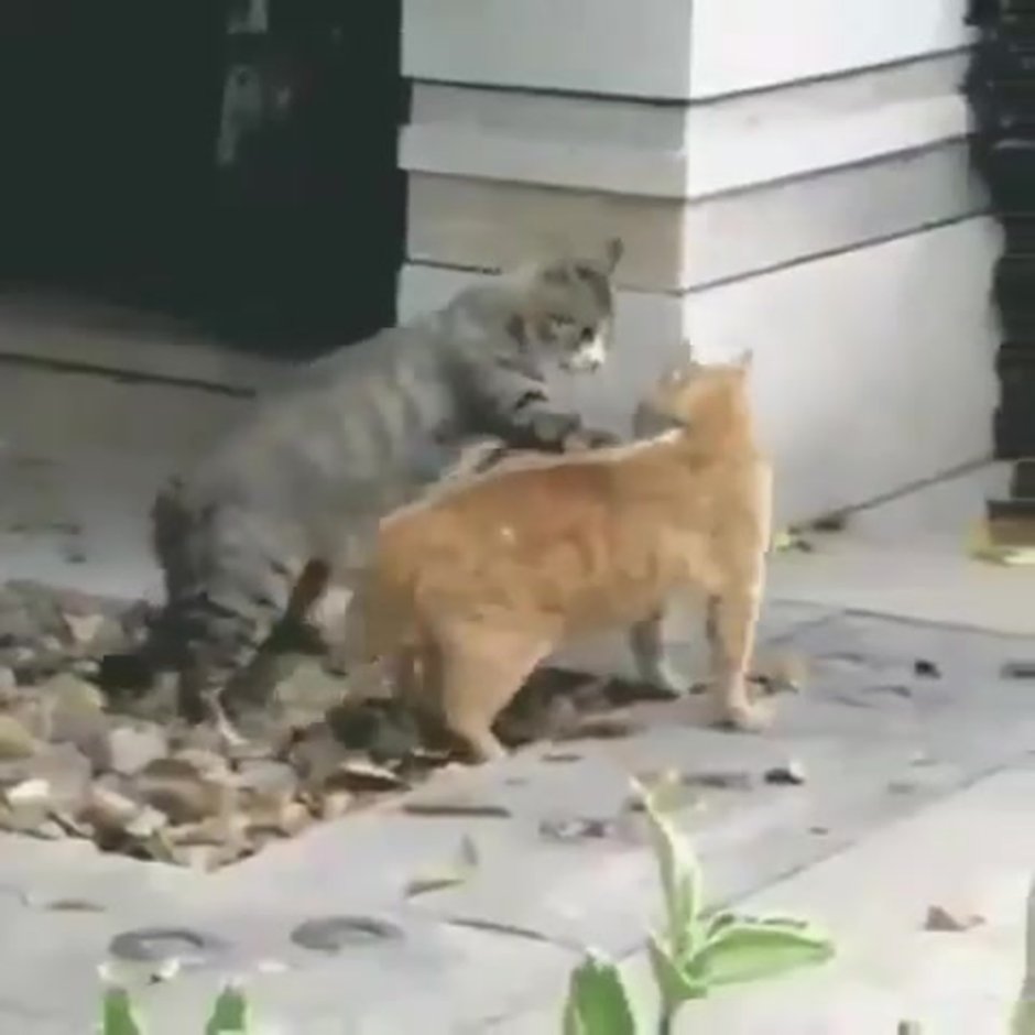 Забавные животные