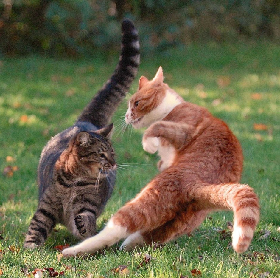 Рыжий и черный кот дерутся