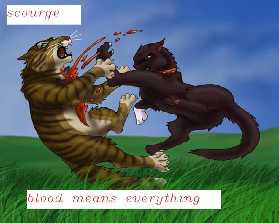 Сумасшедший кот гифка