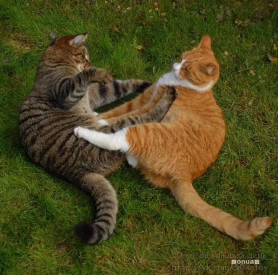 Шутки про карантин