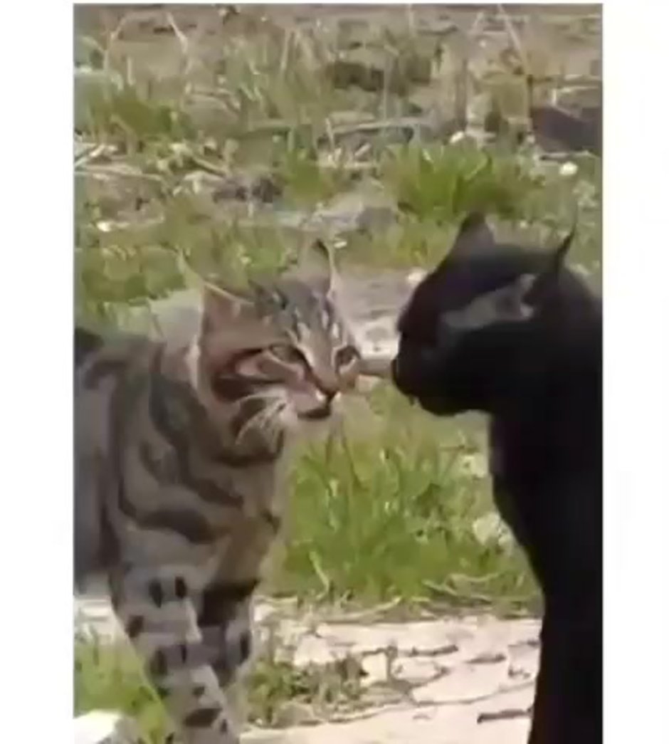 Коты дерутся