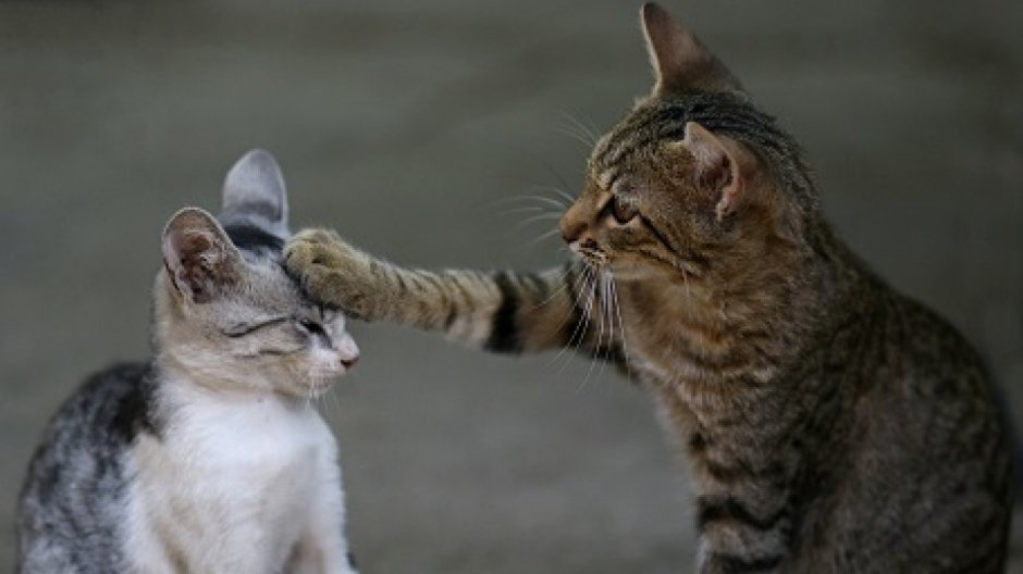 Коты дерутся