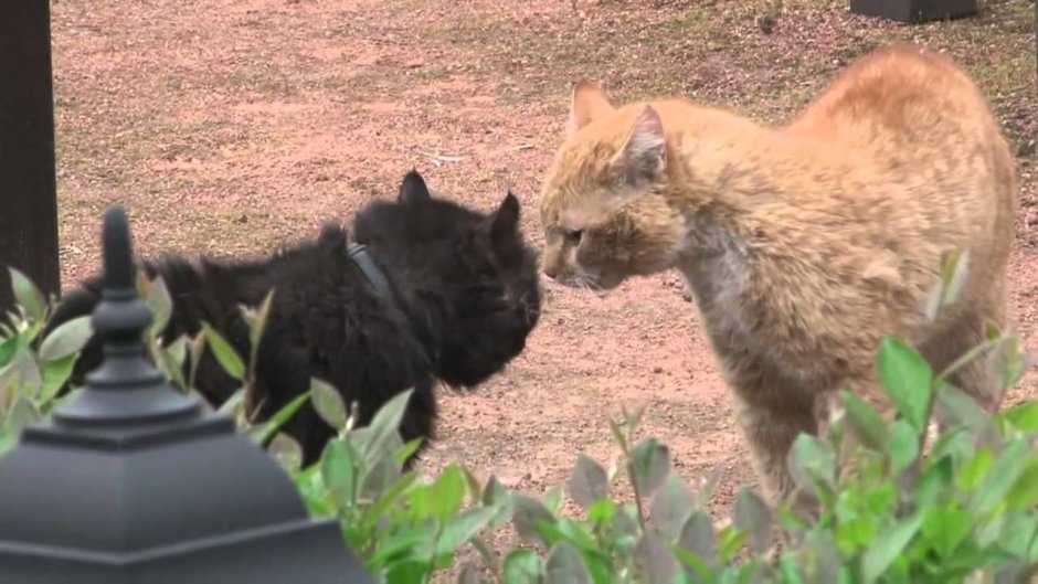 Коты напротив друг друга