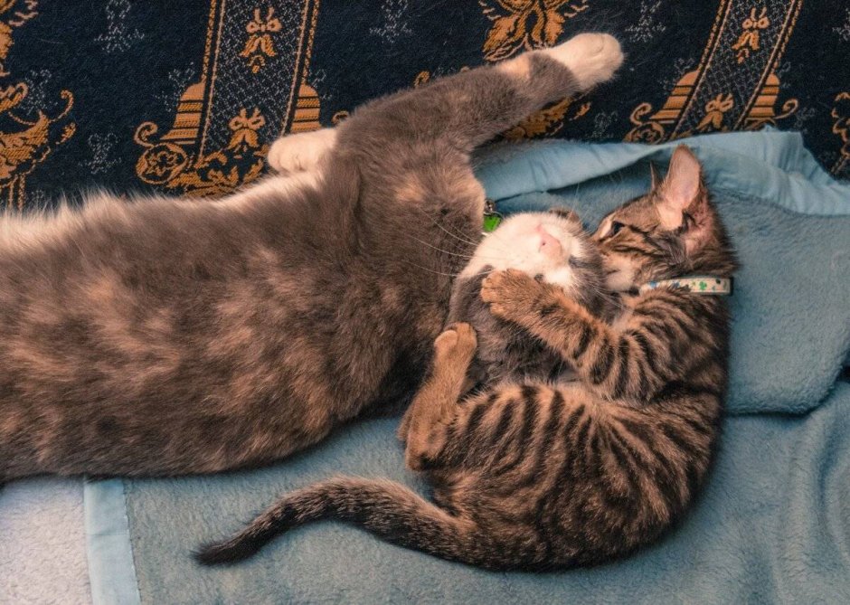 Кошка на дыбах