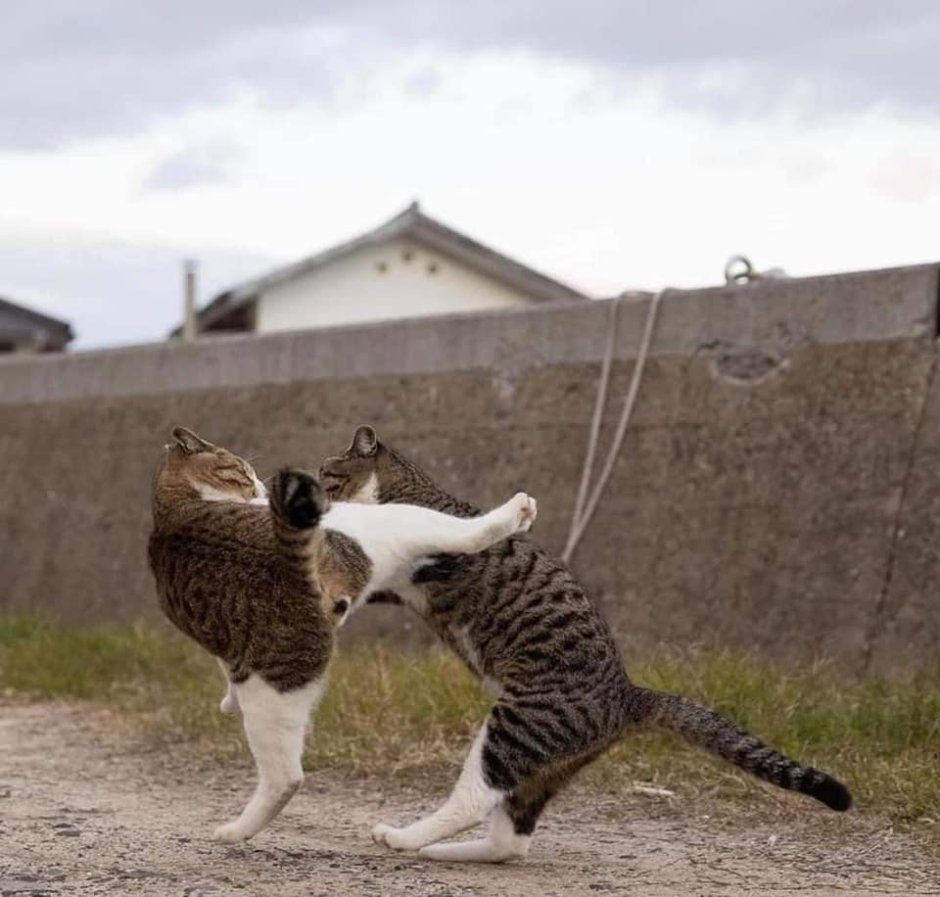 Кошки смешные дерутся