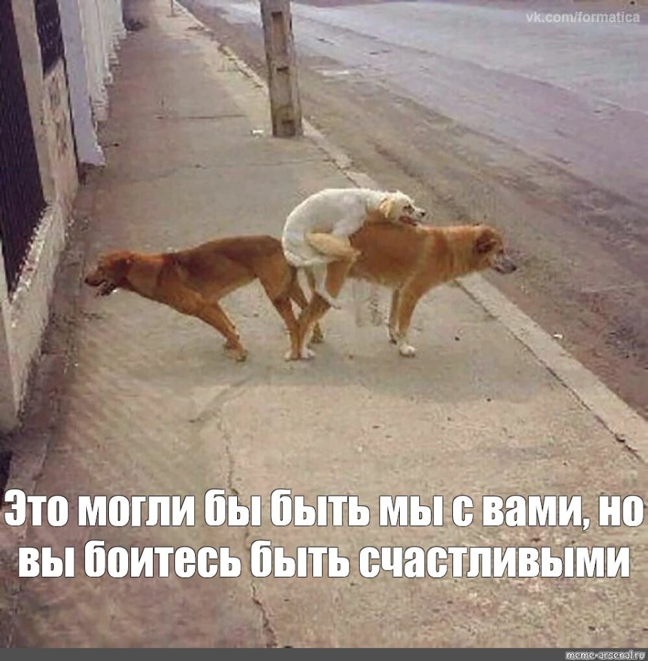 Кот дерётся с человнком