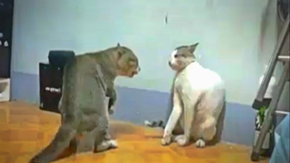 Два кота дерутся