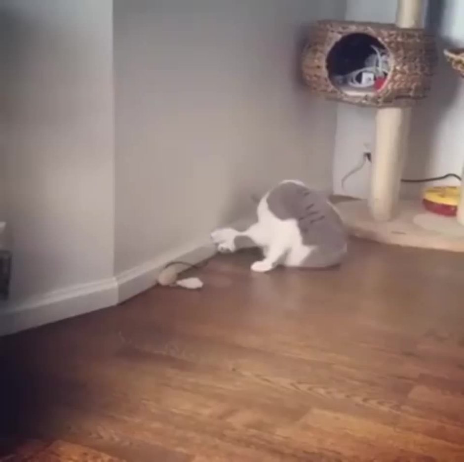 Коты дерутся на задних лапах