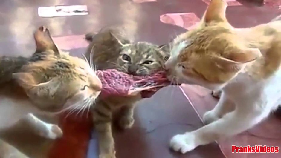 Приемлемо Мем кот в костюме