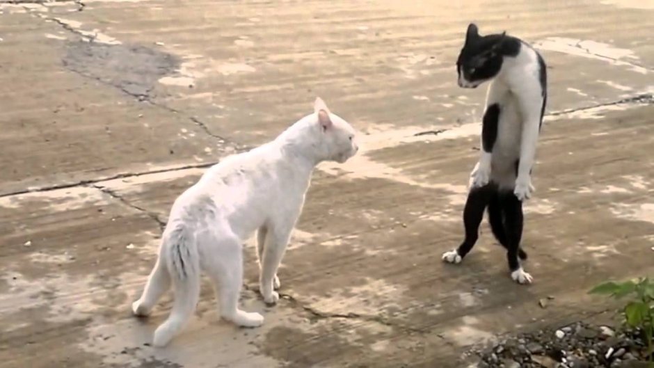 Кот нападает