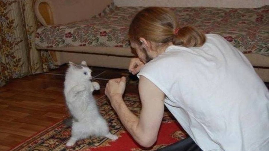 Шпиц приколы