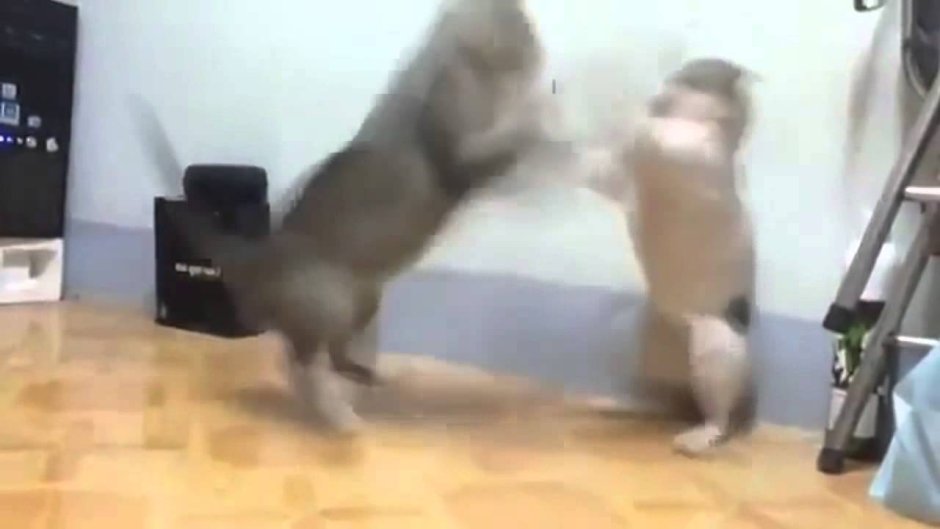 Котики смешные до слез гиф