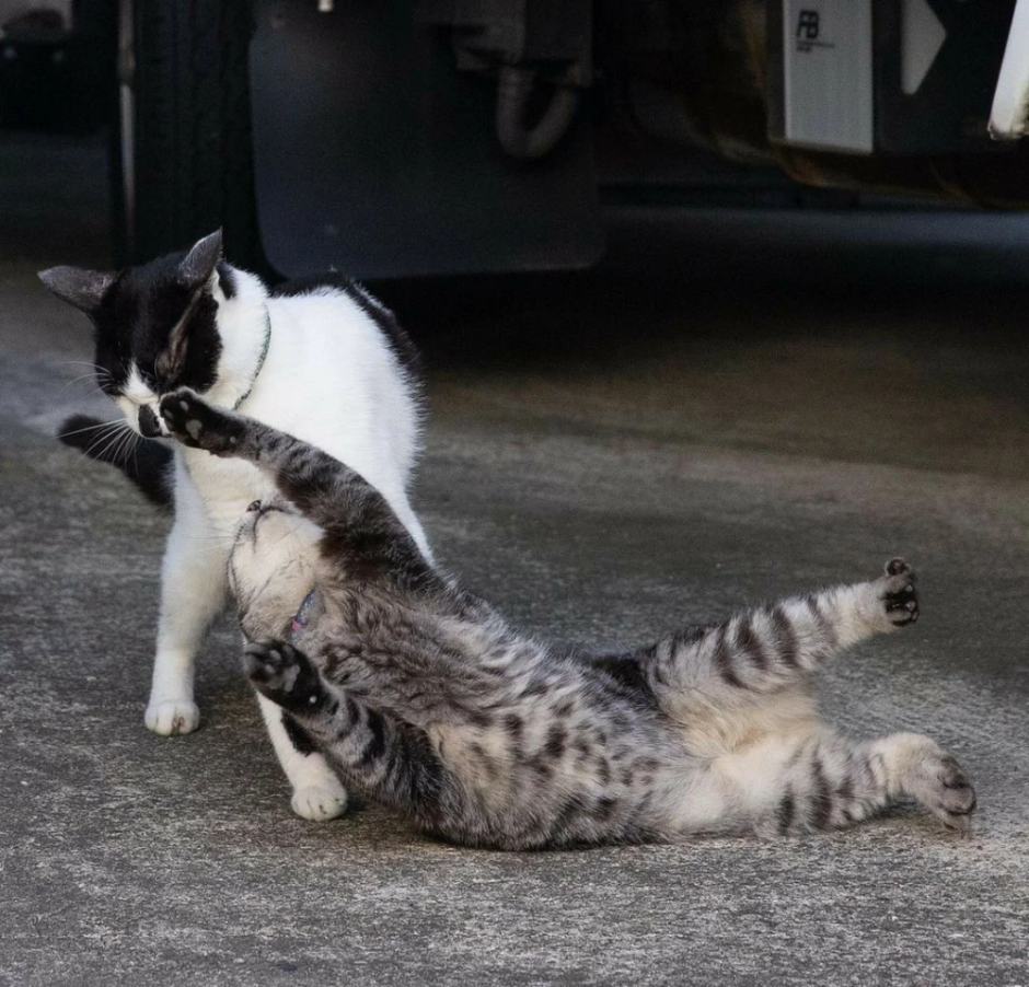 Драка тигров