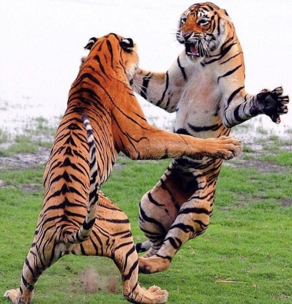 Коты вместе