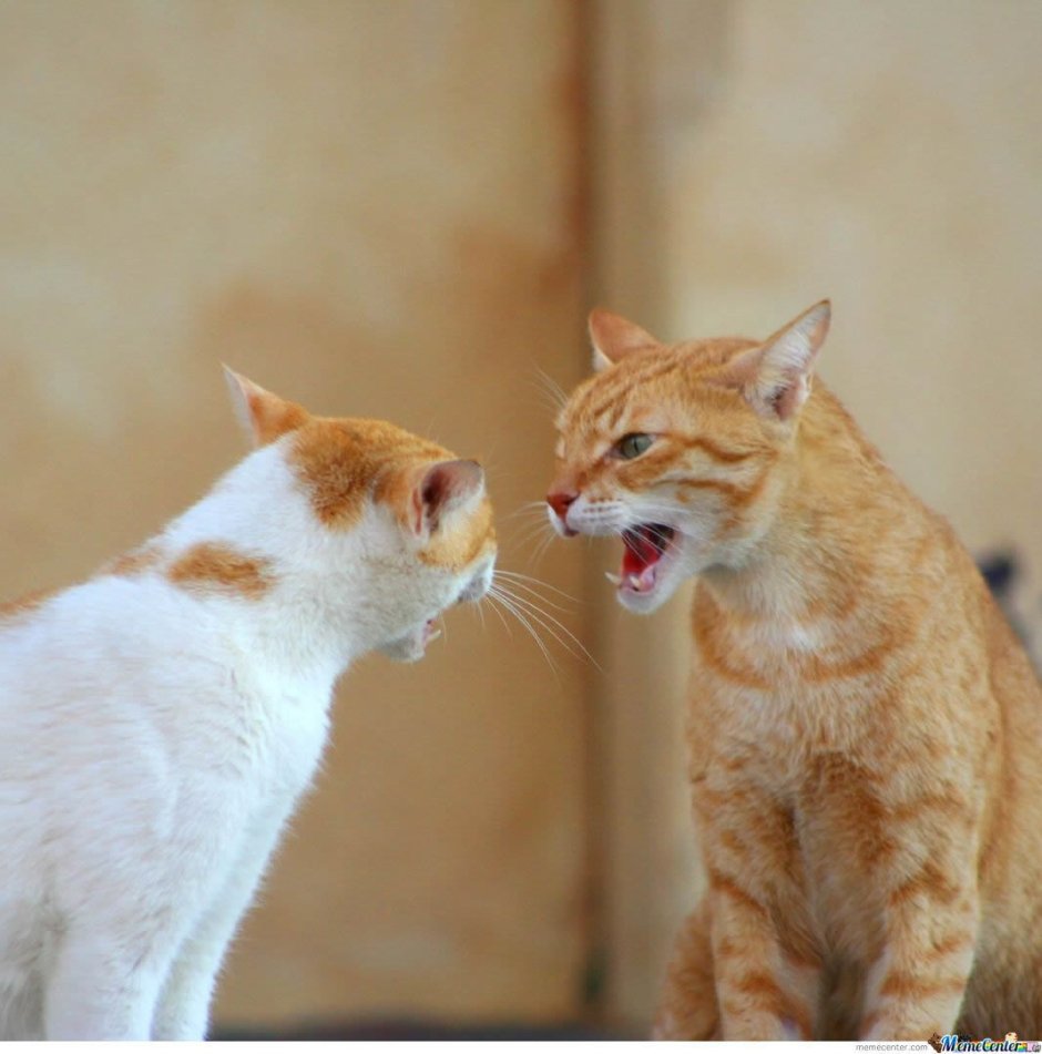 Коты ссорятся